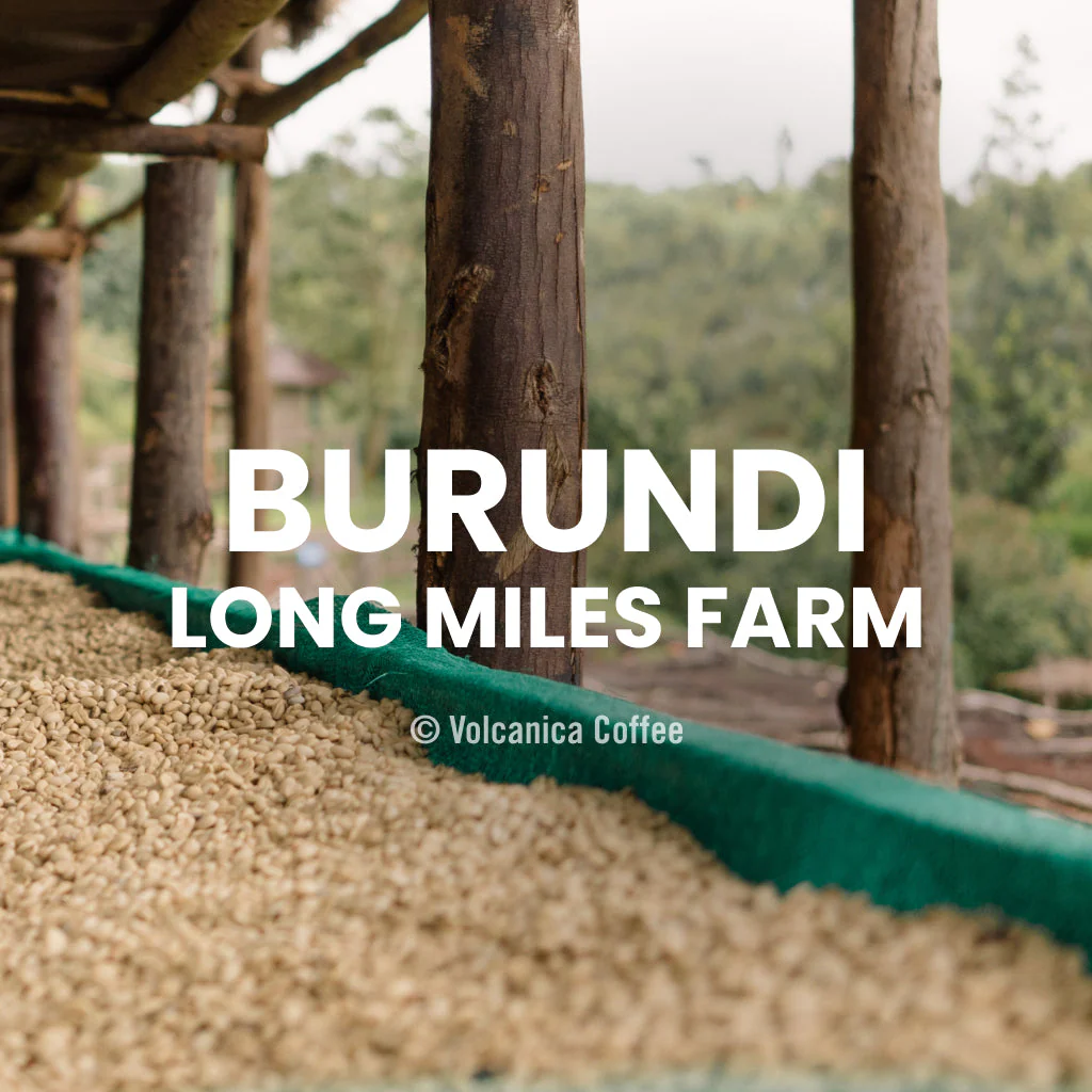 Burundi Coffee - Long Miles Farm - Image 6