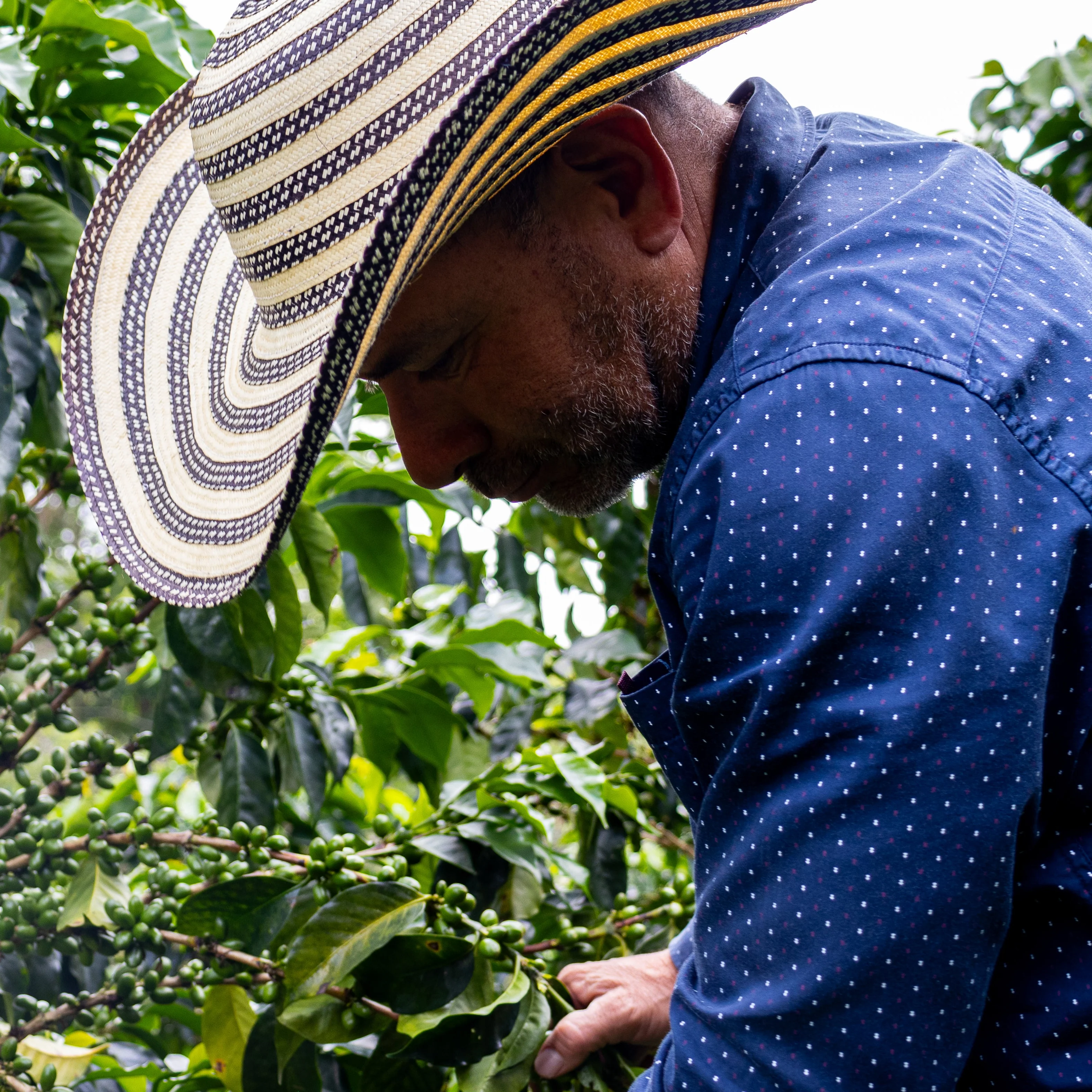 Colombia La Divisa Coffee - Image 6