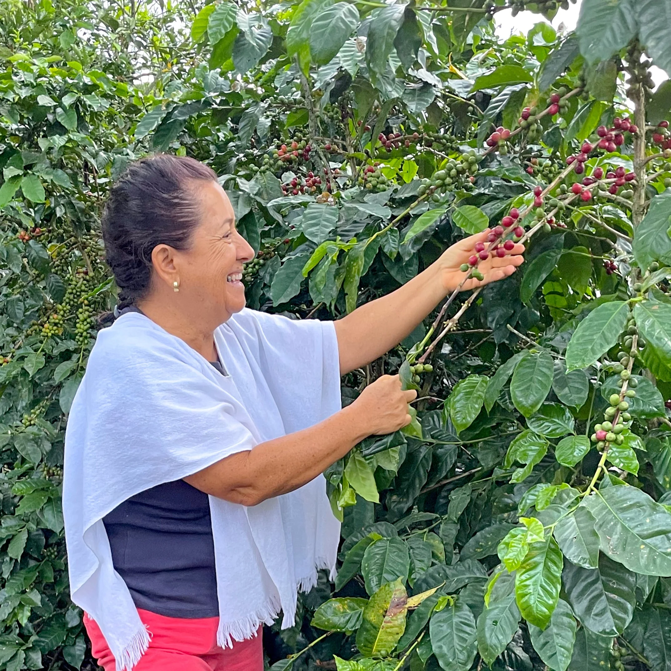 Colombia La Constancia Coffee - Image 5