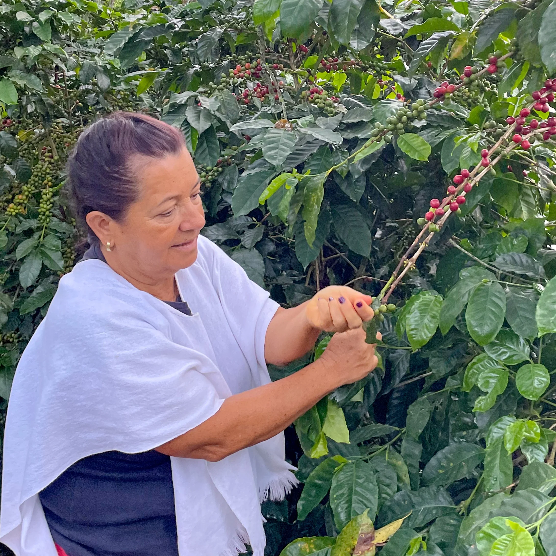 Colombia La Constancia Coffee - Image 6
