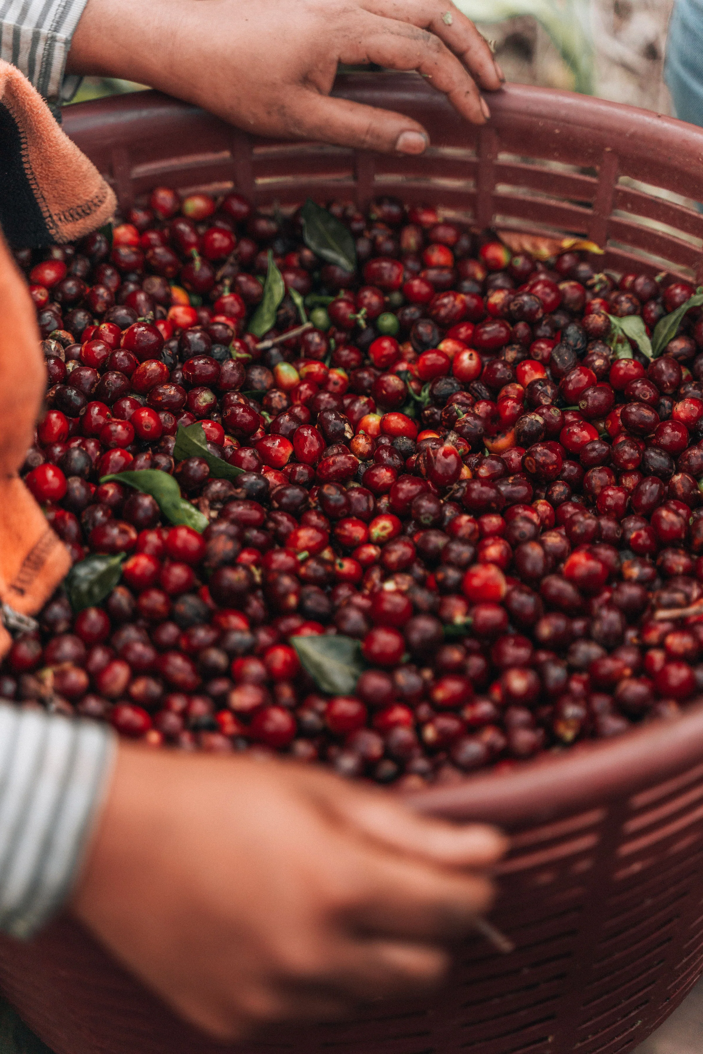 Costa Rica Coffee, Finca Las Mercedes, Natural Process - Image 11
