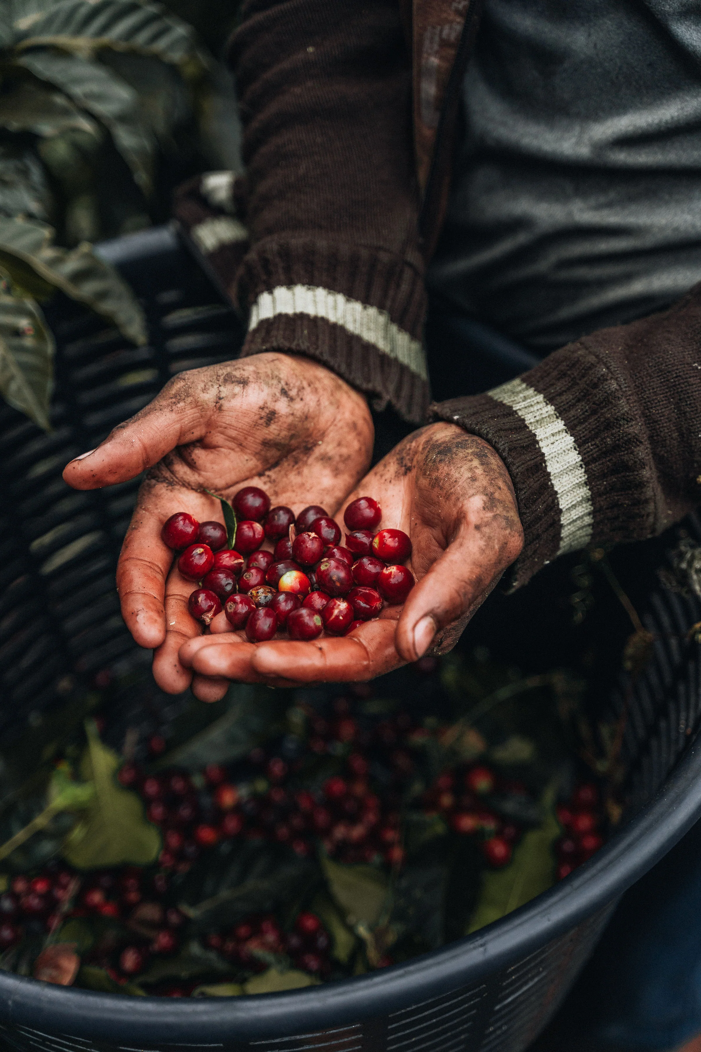 Costa Rica Coffee, Finca Las Mercedes, Natural Process - Image 12