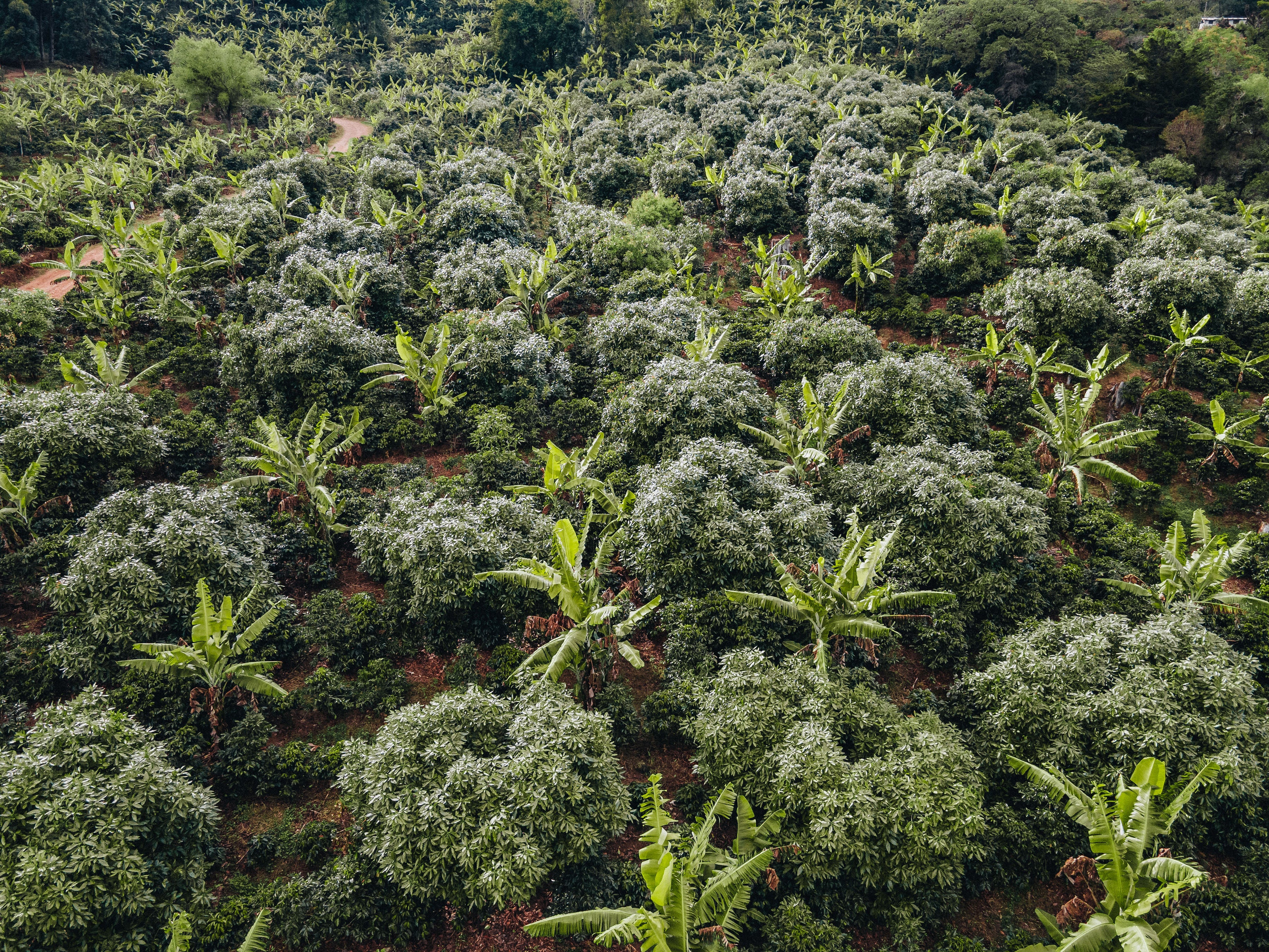 Costa Rica Coffee, Finca Las Mercedes, Washed Process - Image 10