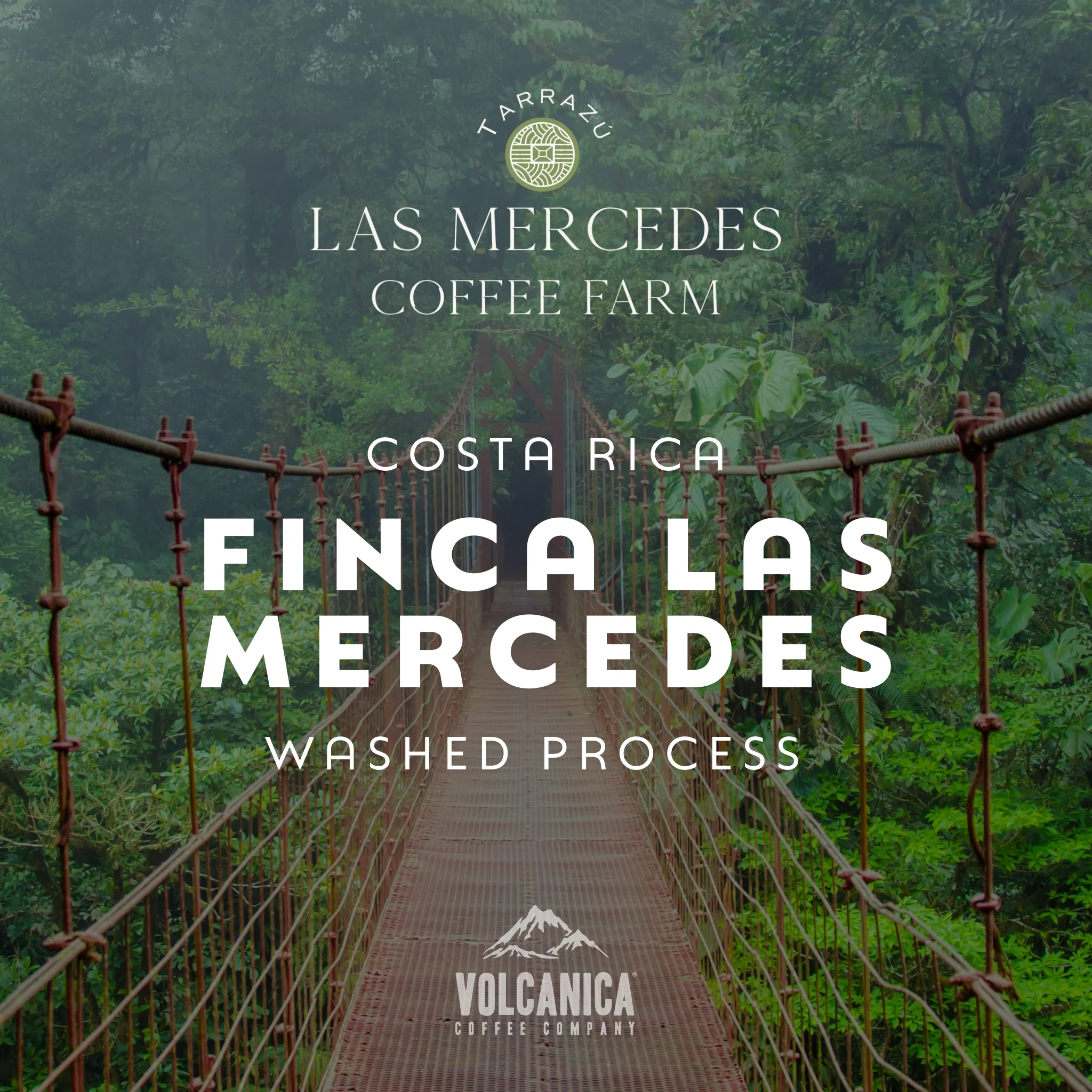 Costa Rica Coffee, Finca Las Mercedes, Washed Process - Image 6