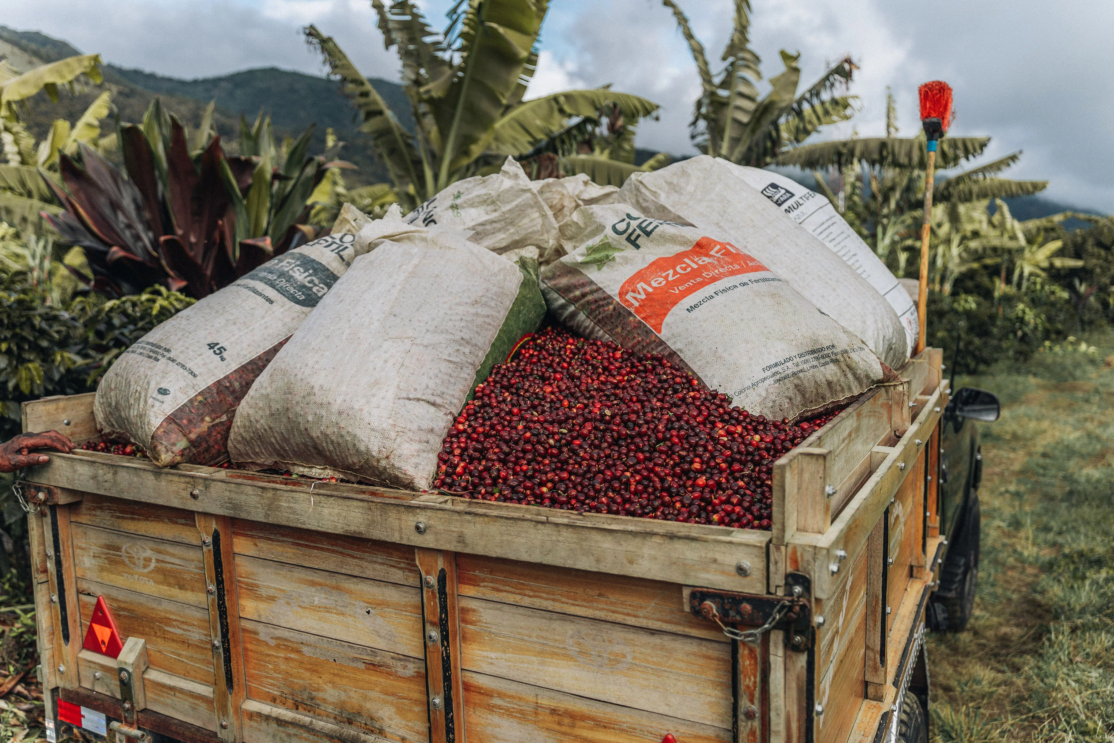 Costa Rica Coffee, Finca Las Mercedes, Washed Process - Image 8