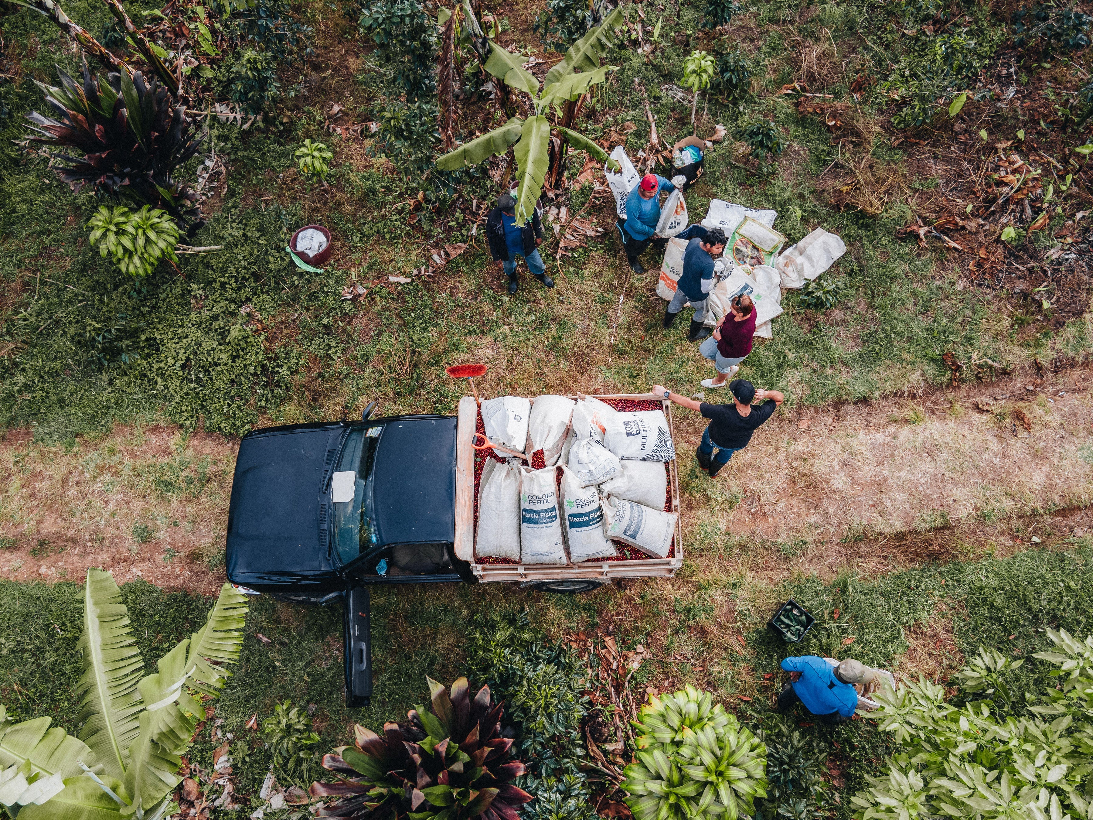Costa Rica Coffee, Finca Las Mercedes, Washed Process - Image 9