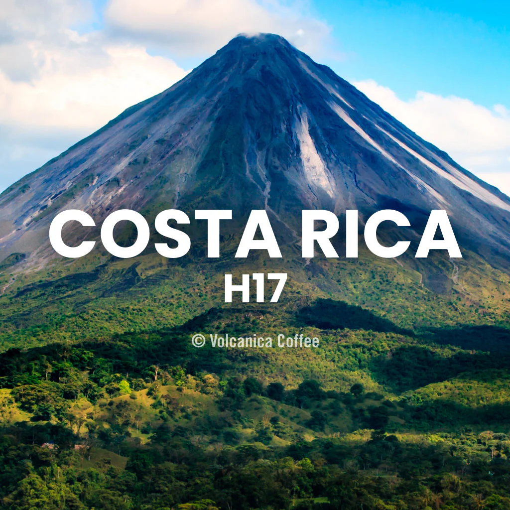 Costa Rica H17 Coffee - Image 6