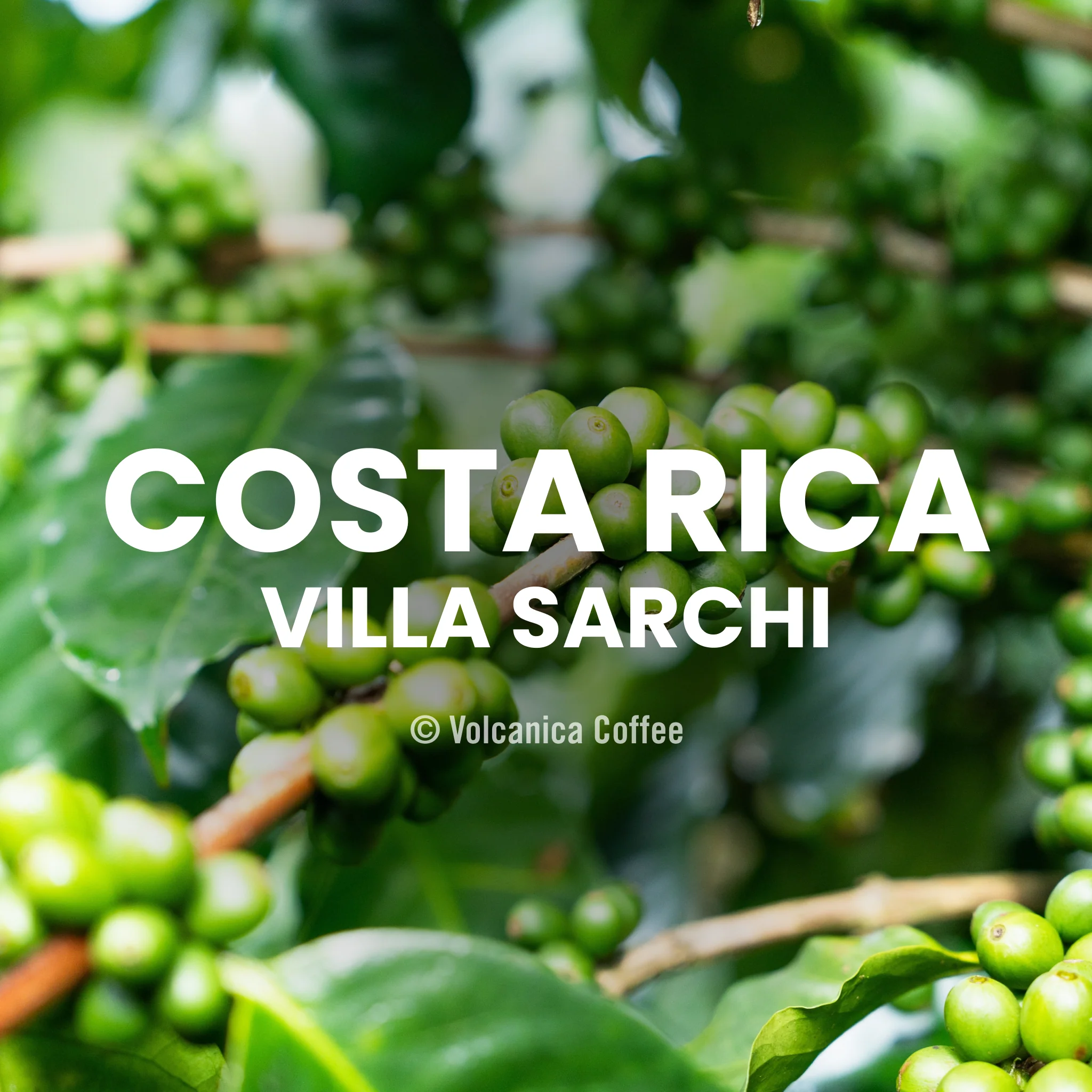Costa Rica Villa Sarchi Coffee - Image 6