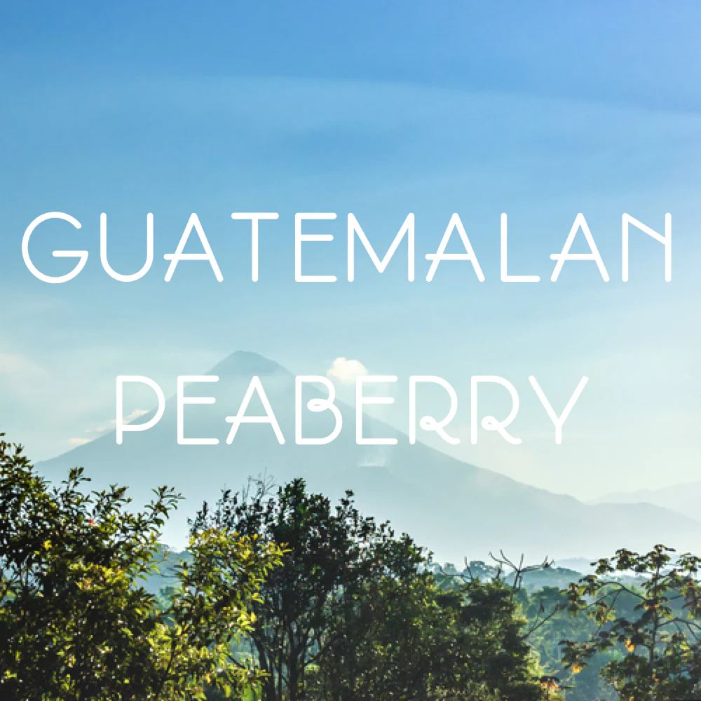 Guatemala Peaberry Coffee - Image 6