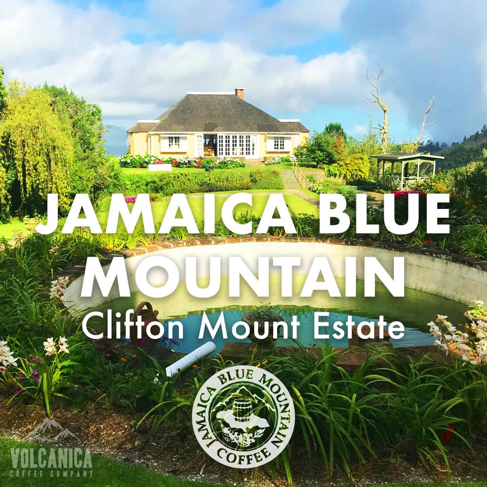 Jamaican Blue Mountain Coffee - Clifton Mount Estate - Image 5