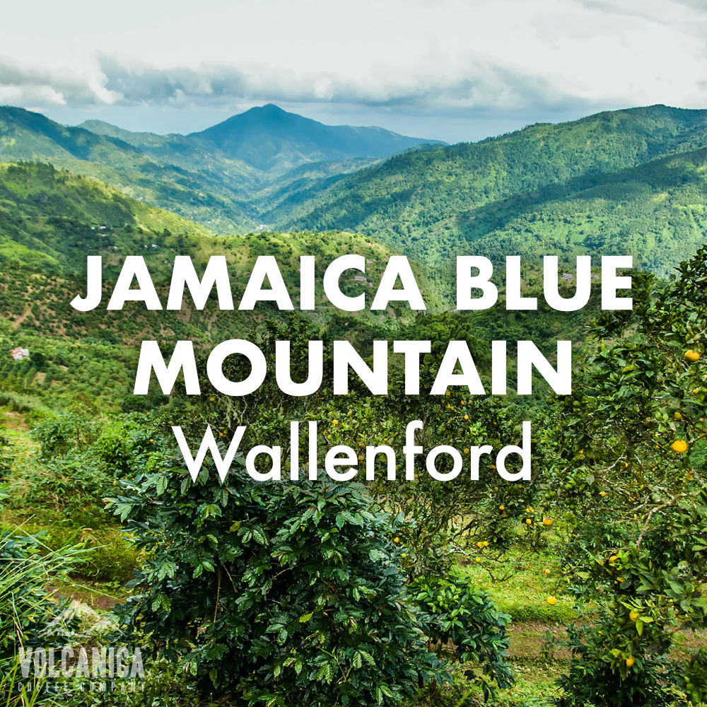 Jamaican Blue Mountain Coffee Beans - Wallenford - Image 6
