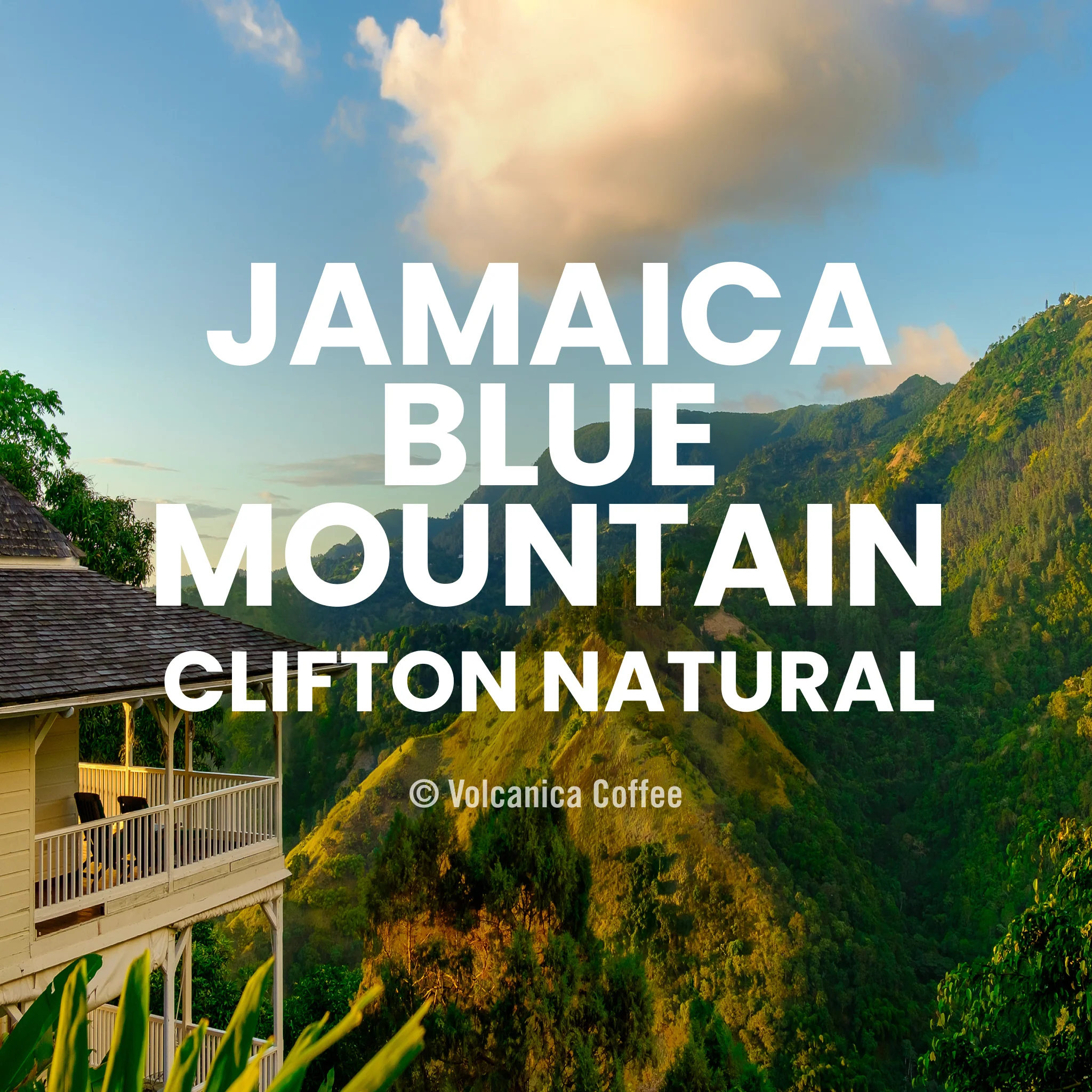 Jamaican Blue Mountain Natural Process Coffee - Clifton Mount Estate - Image 8