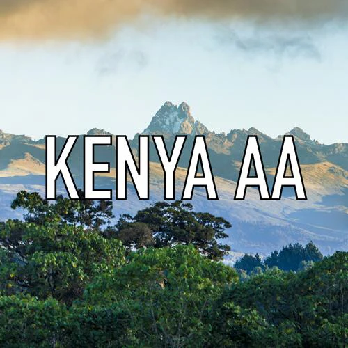 Kenya AA Coffee - Kenya Coffee - Image 6