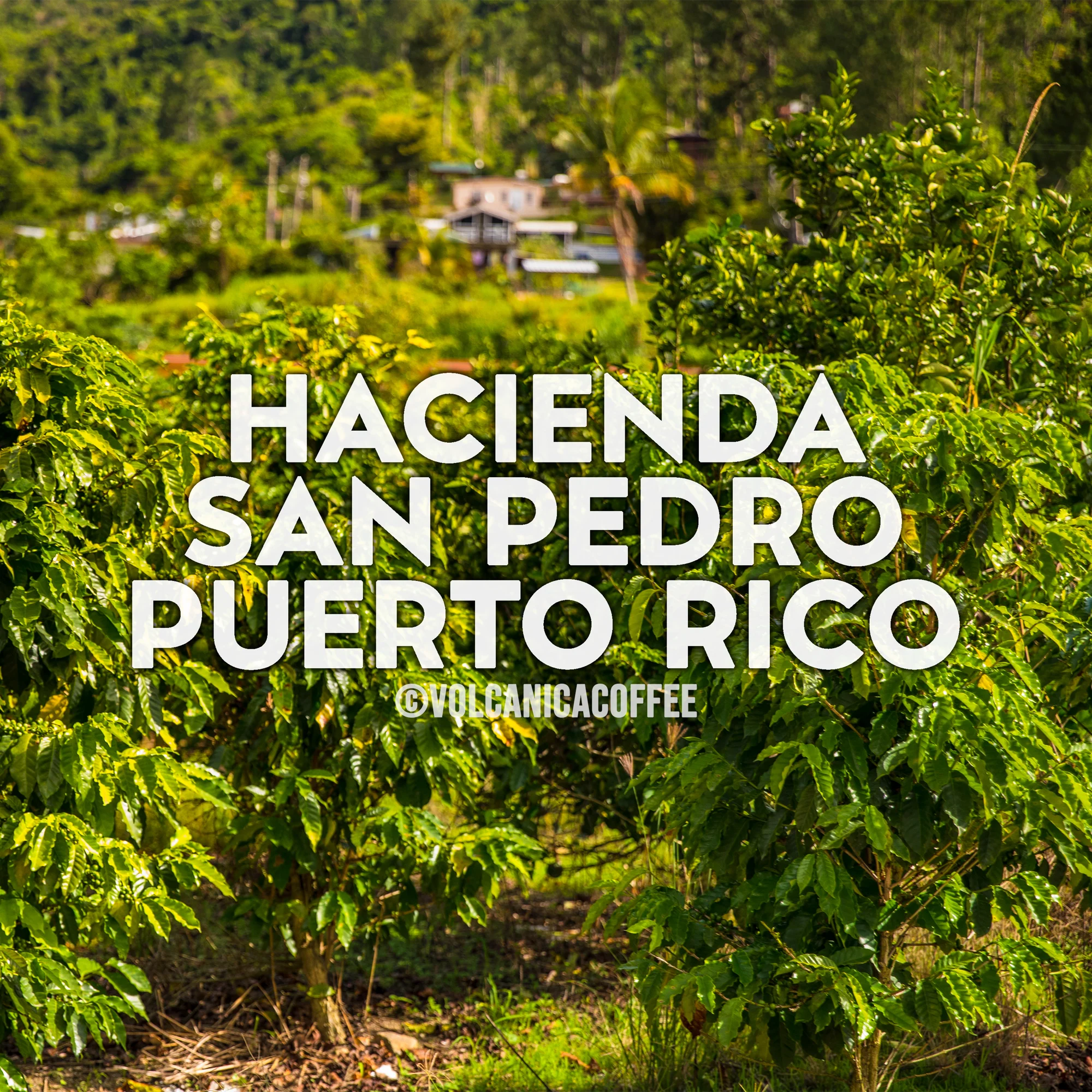 Puerto Rico Coffee, Hacienda San Pedro - Image 6