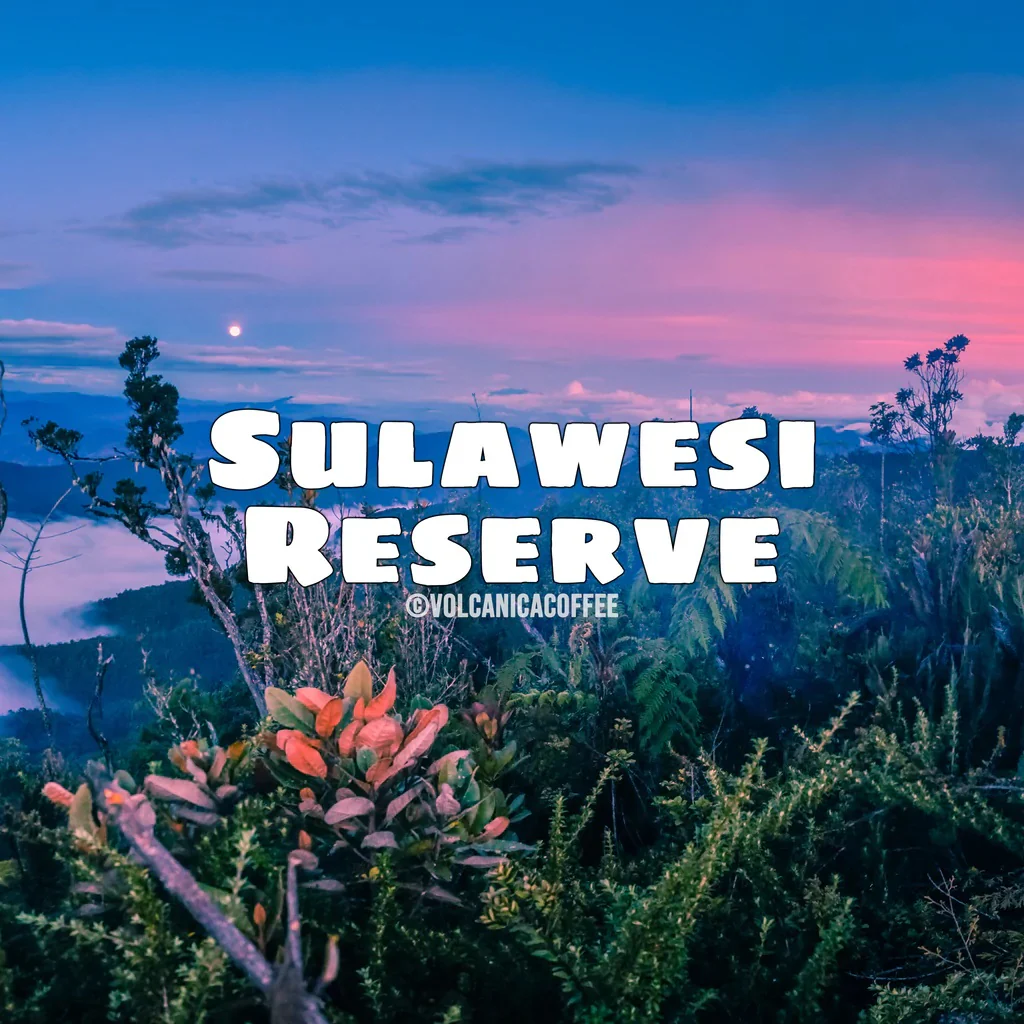 Sulawesi Dark Roast Coffee - Reserve, Celebes Kalossi - Image 6