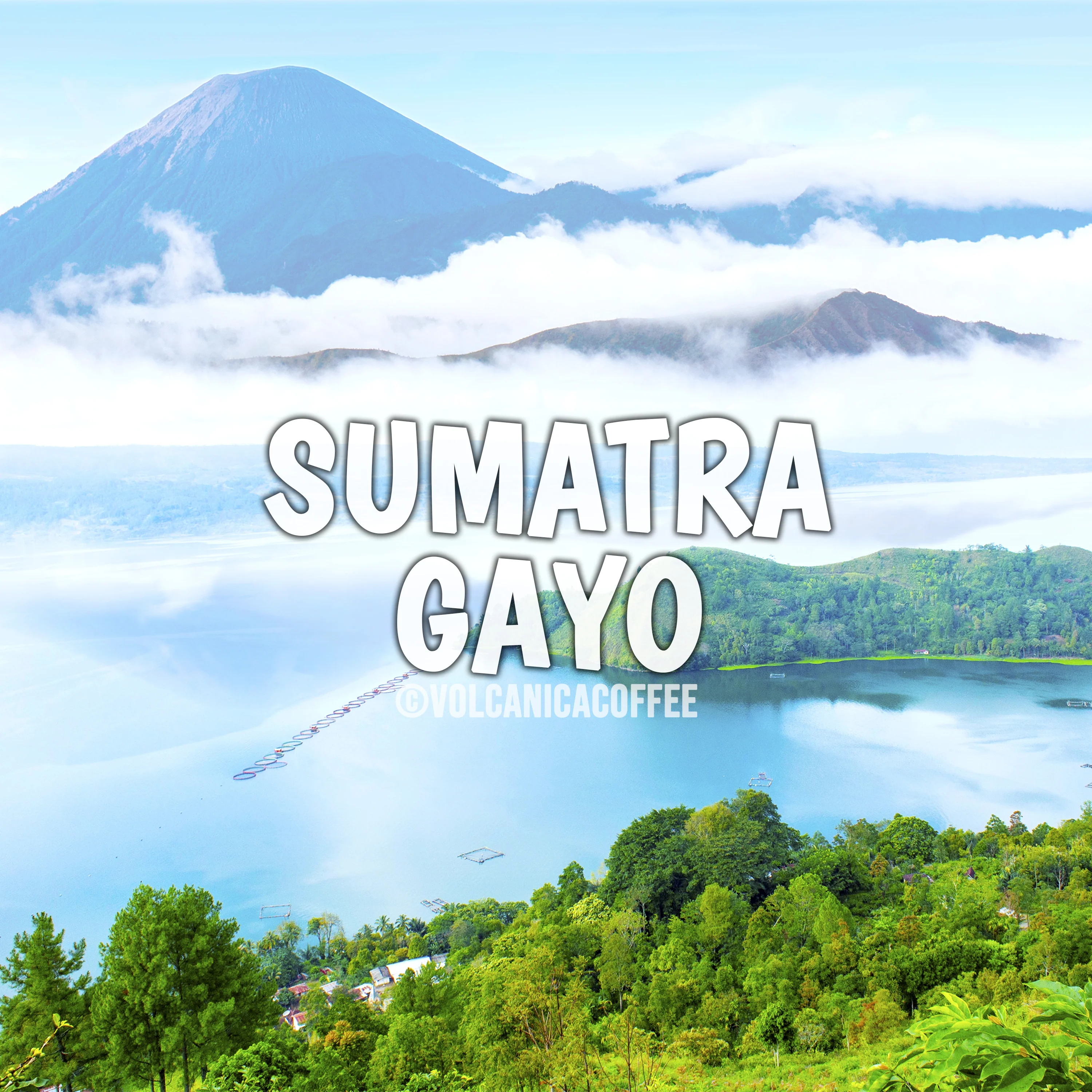 Sumatra Coffee Gayo - Image 6