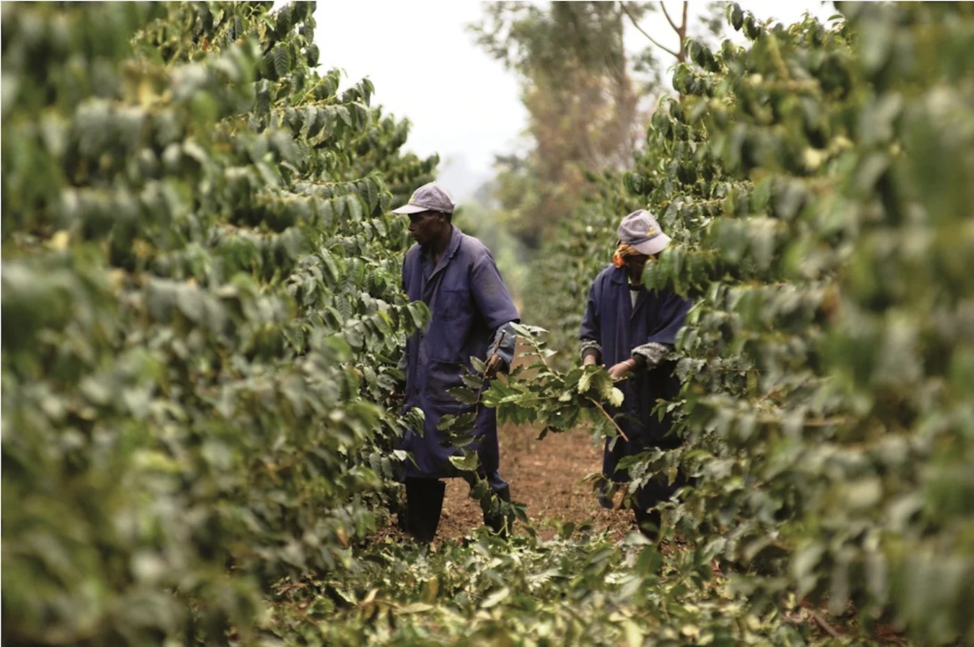 Tanzania AA Coffee - Image 7