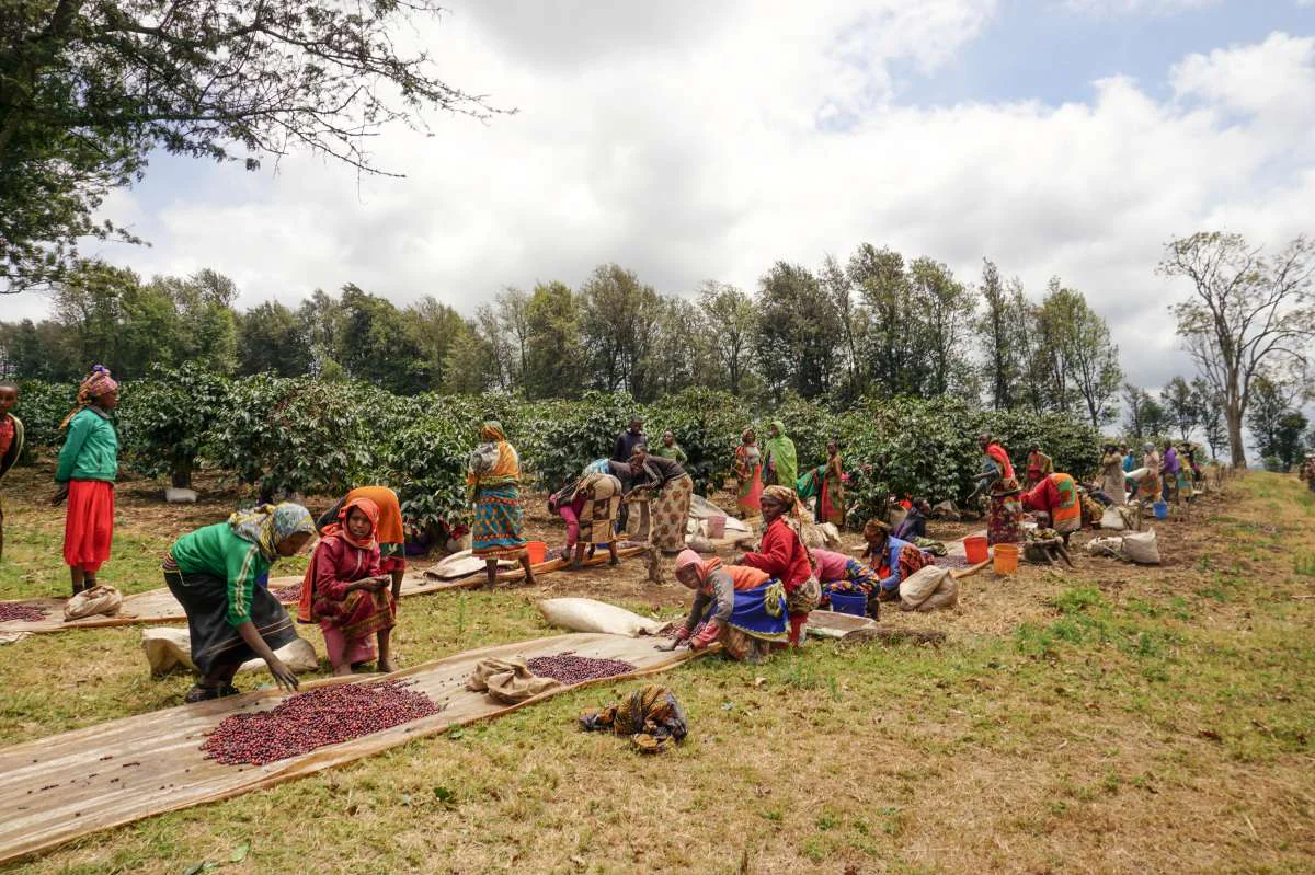 Tanzania AA Coffee - Image 8