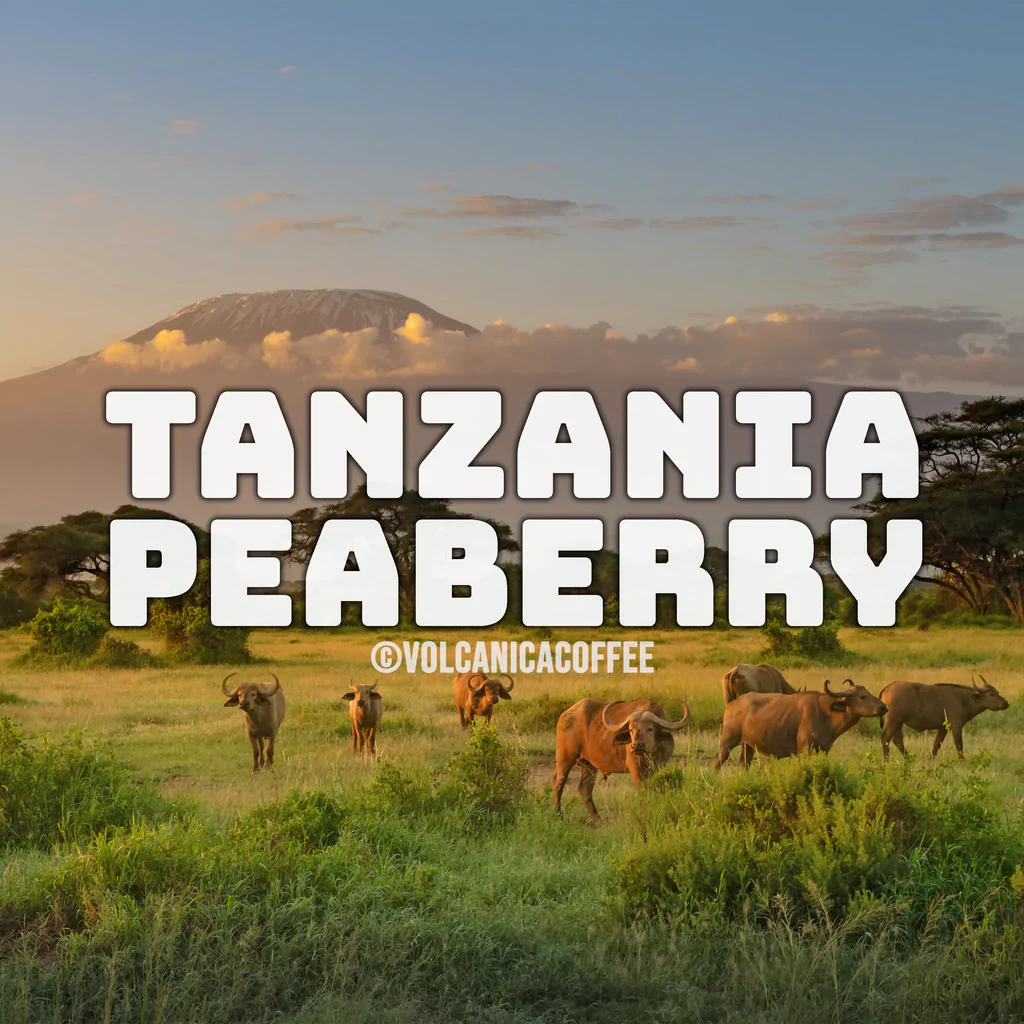Tanzania Peaberry Coffee - Image 6