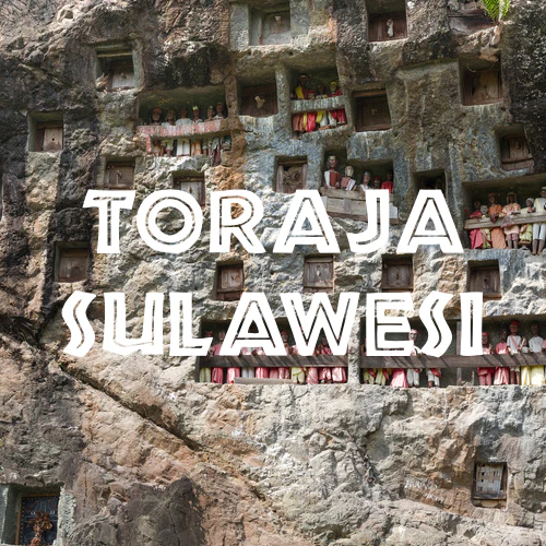 Toraja Sulawesi Coffee - White Eagle - Image 6