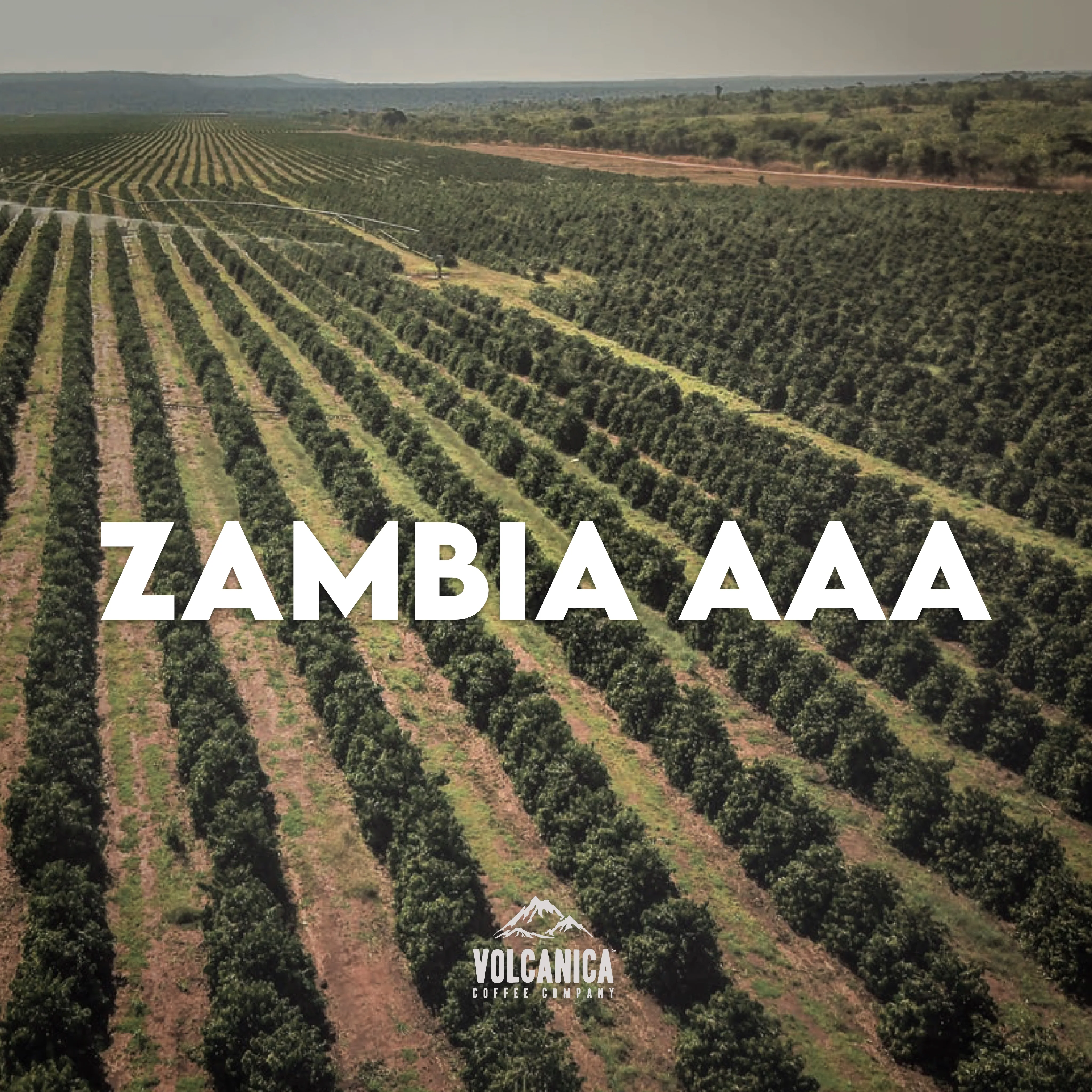 Zambia AAA Coffee - Image 5